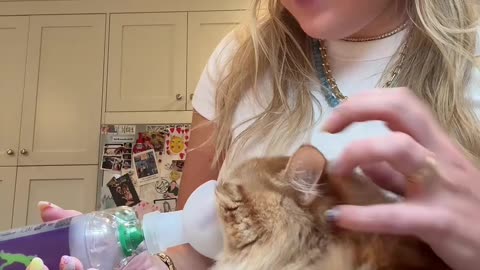 Cat Inhaler Chronicles