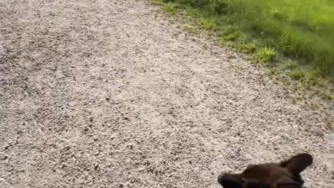 😂🐾 They're Always Listening! | FunFM