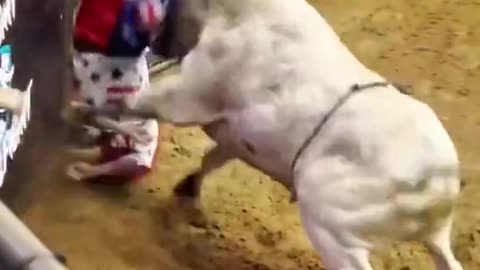 Bull Riders