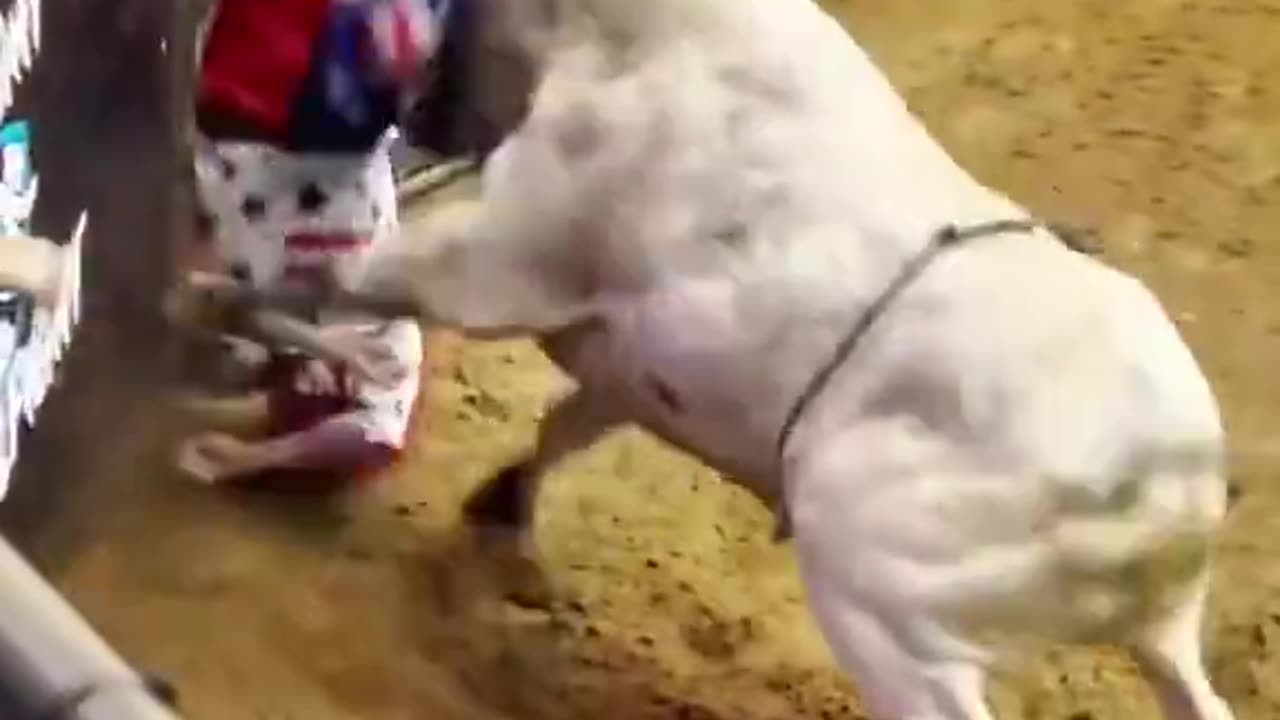 Bull Riders