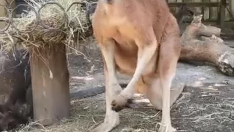 kangaroo