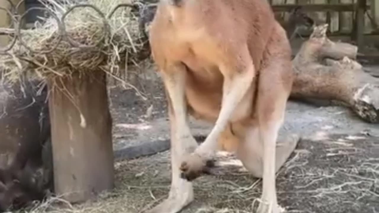 kangaroo