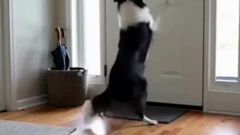 🐶💔 This Dog Missed Its Owner… And the Look Says Everything 😔✨