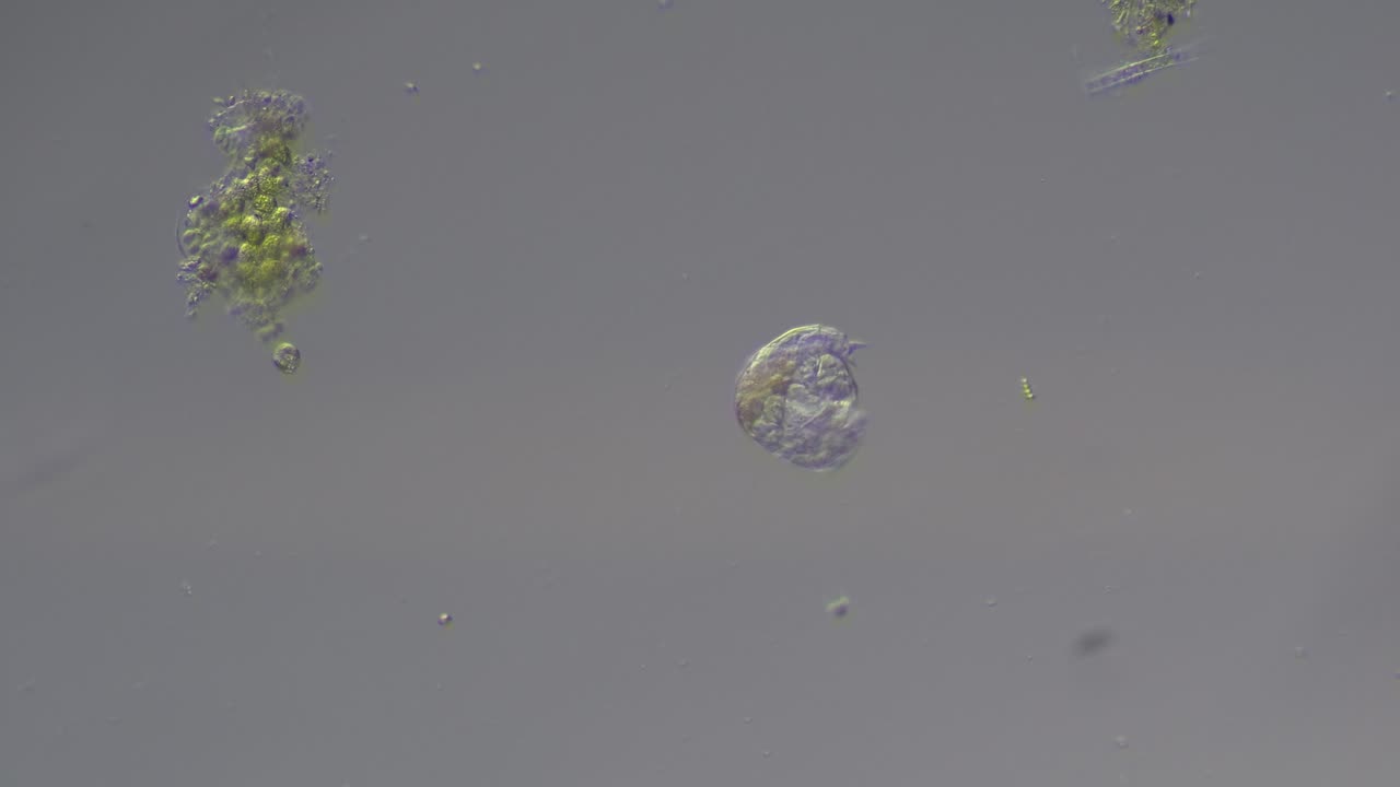 Phylum Rotifera (Wheel Animals)