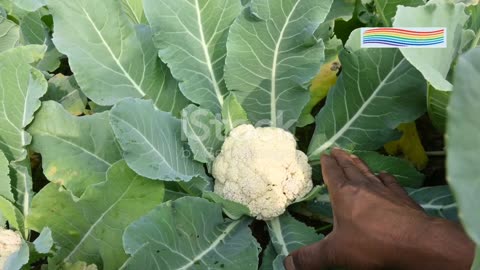 Cauliflower Secrets You Didn’t Know! | Health Benefits, Colors & Cooking Tips in 2 Minutes