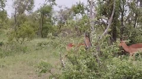 Rams fighting