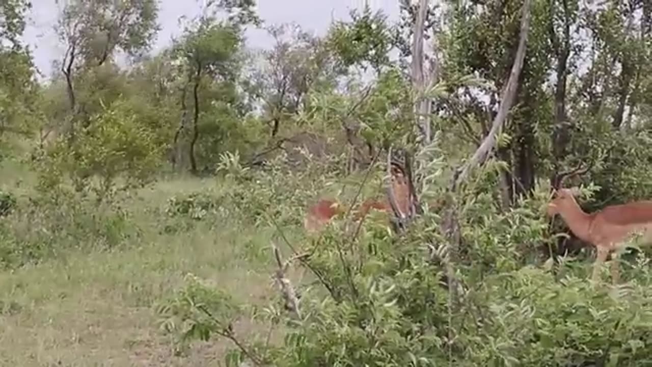 Rams fighting