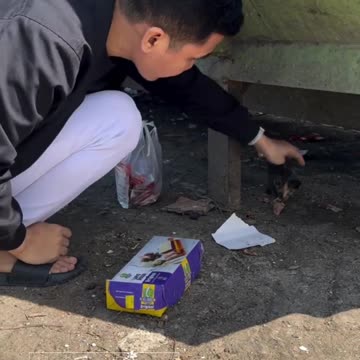 4 Kittens Found Weak and Alone… Not All of Them Made It 💔🐱 A rescue that will touch your heart.