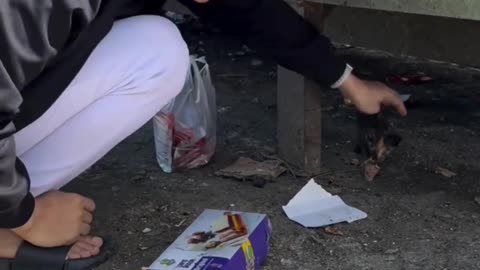4 Kittens Found Weak and Alone… Not All of Them Made It 💔🐱 A rescue that will touch your heart.