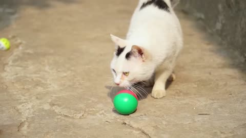 Baby Cats Playing Video