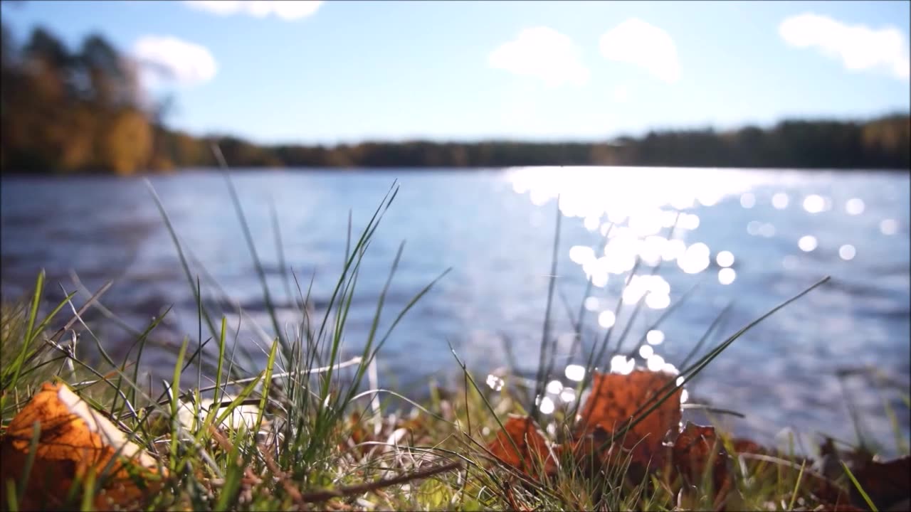 Dreams Of Reforestation Coulter Pine Tree Sept 2025