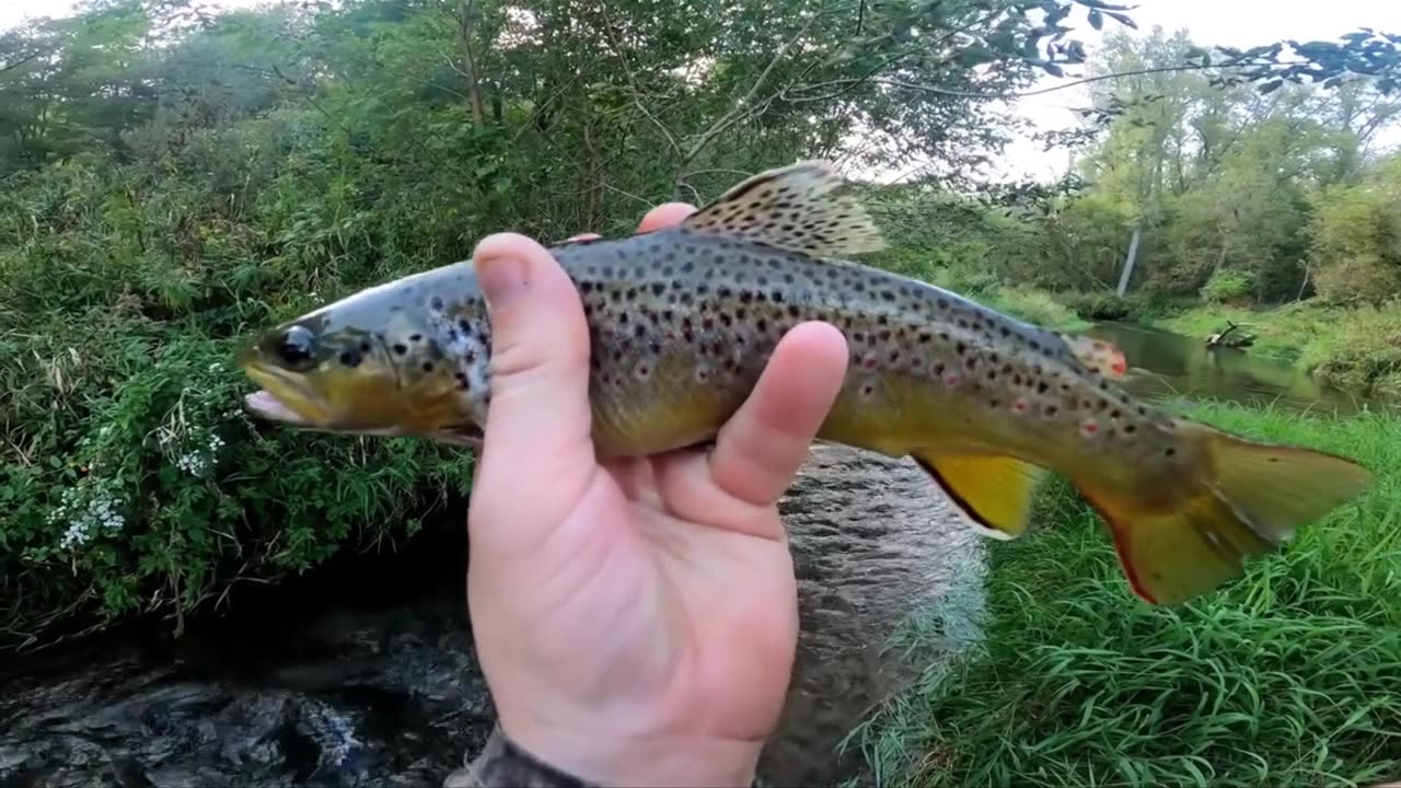 Non-Stop Action_ - Catching Brown Trout!