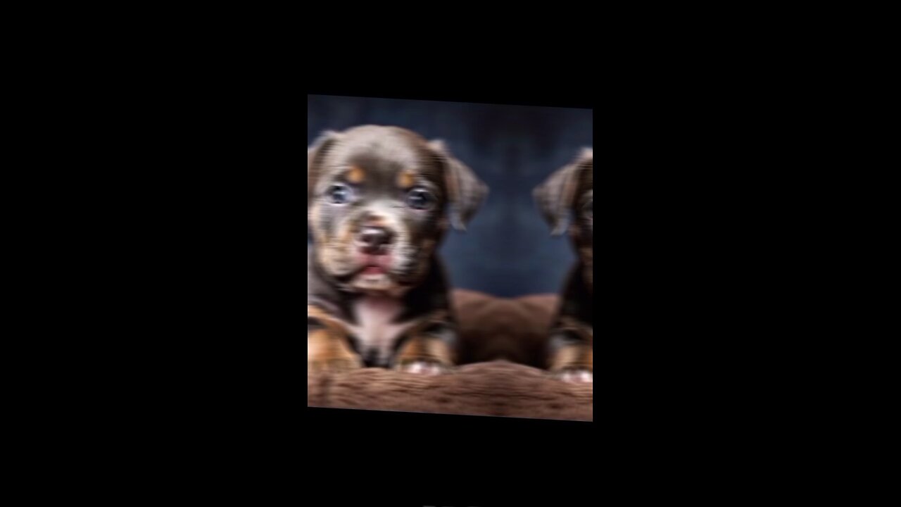 "Unbelievable Animal Fusions You’ve Never Seen Before | Mythology Animal