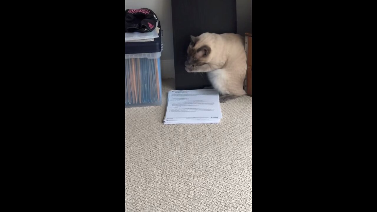 Cat Outsmarted By Paper Stack