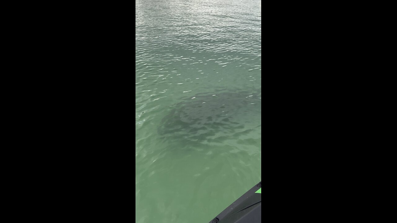 Manatee Season Is Here! | 4K