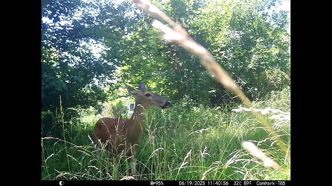 Deer Cam 06-19-2025 Bird Flies By As Deer Is Eating Game Cam Trail Cam