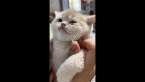 cat smailing