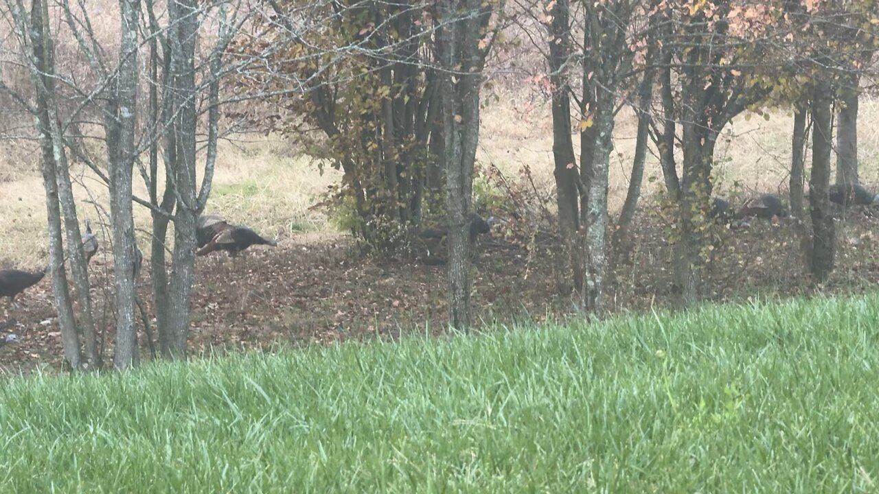 Wild Turkeys