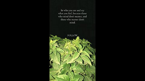 Ever Green Qoute