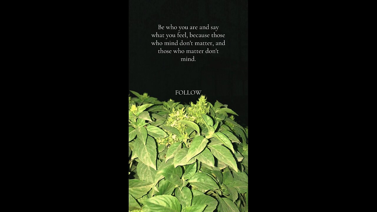 Ever Green Qoute