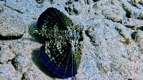 The flying gurnard is a fish with beautiful "wings"