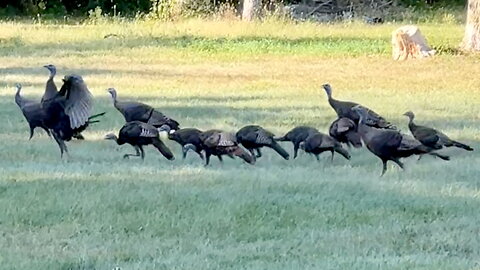 Flock of Wild Turkeys
