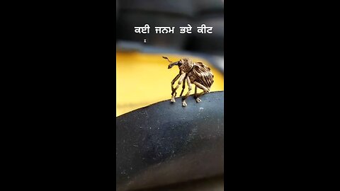 waheguru ji kirpa kro 🫶🙏