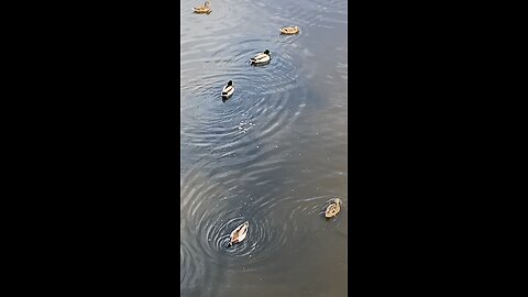 Mallard Ducks 🦆 #mallardducks #ducks #duck #followme #shorts #trending #viral #swimming