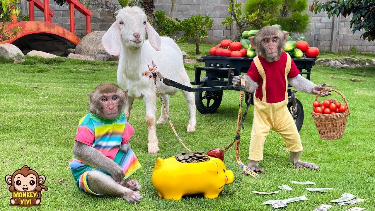 Moments of YiYi and YinYin taking goats to harvest vegetables to sell to feed piggy banks