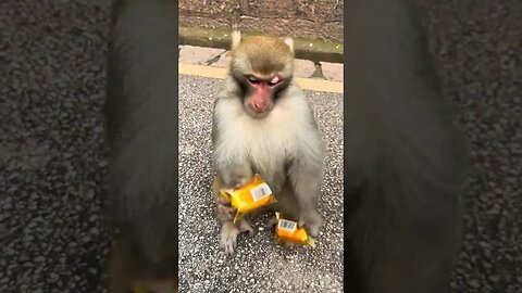Biting hand monkey