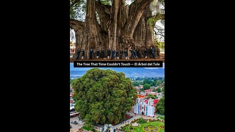 The wonder of trees.