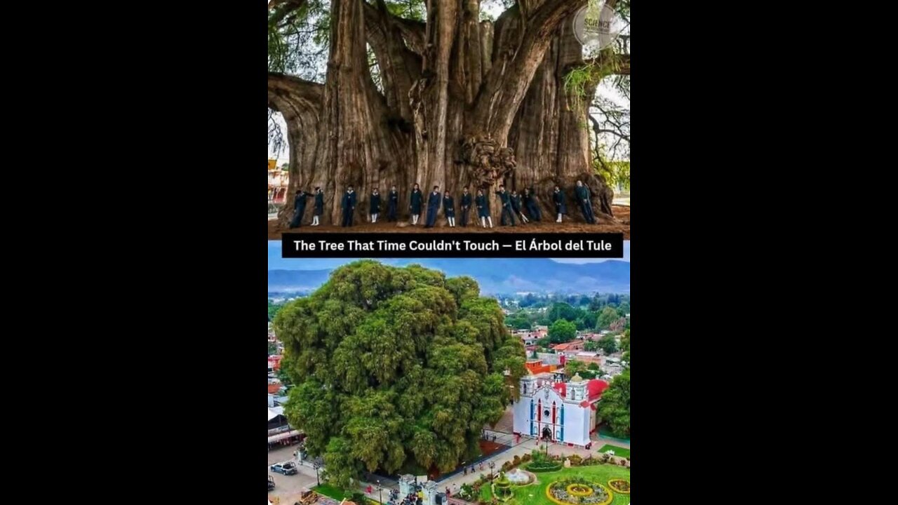 The wonder of trees.