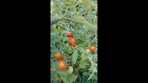 tomato harvest
