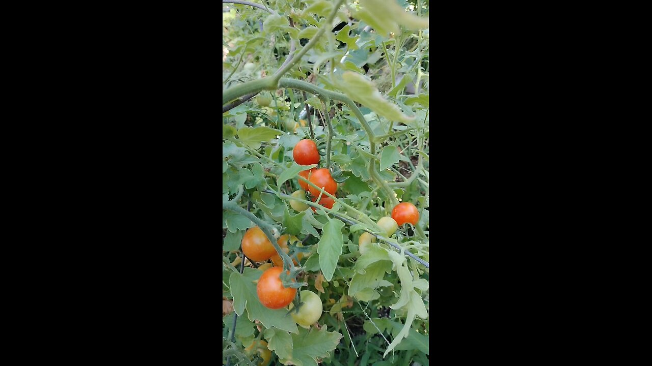 tomato harvest