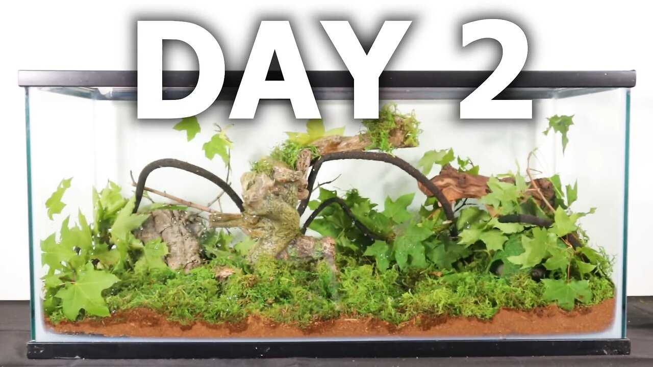Simulating a Rainforest for 2 Day