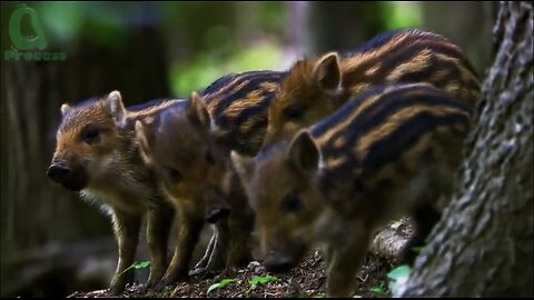 Texas Farmers' Brilliant Methods for Trapping #wildboars – You Won't Believe Their Effectiveness!