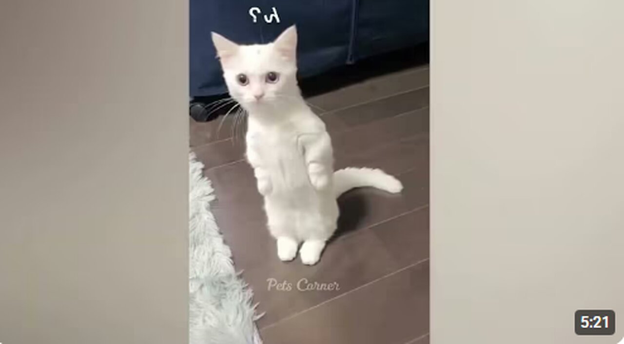 Funny animals - Funny cats / dogs - Funny animal videos / Best videos ##