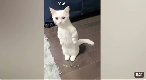 Funny animals - Funny cats / dogs - Funny animal videos / Best videos ##