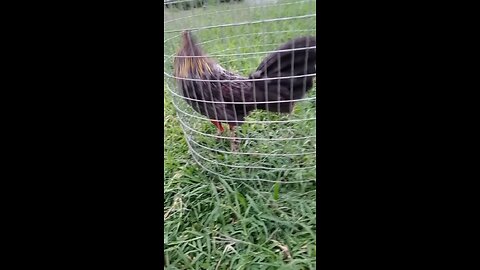 gallo 🐓