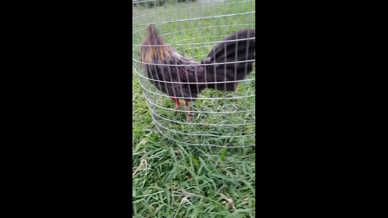 gallo 🐓