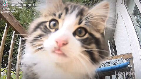 kitten Cam