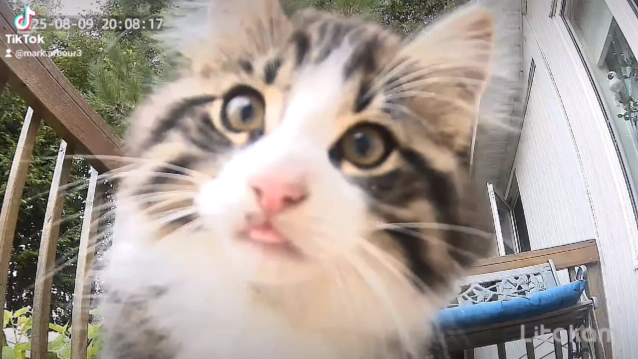 kitten Cam