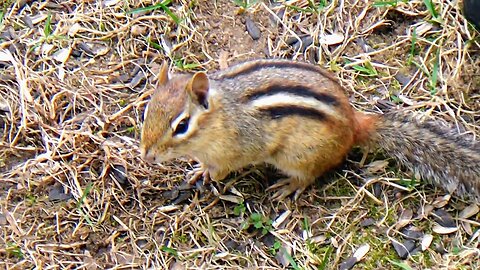 Chipmunk