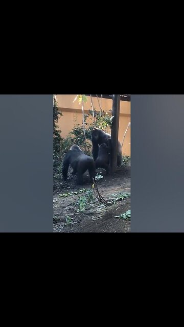 LOOKS LIKE A RAP VIDEO, WITHOUT THE GOLD TEETH AND STACKS OF CASH