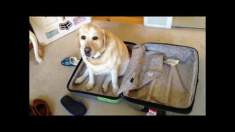 The FUNNIEST ANIMAL VIDEOS you'll watch THIS YEAR! - PREPARE yourself to LAUGH SUPER HARD!