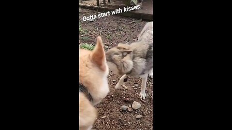 How a Wolf and Wolfdog Play!