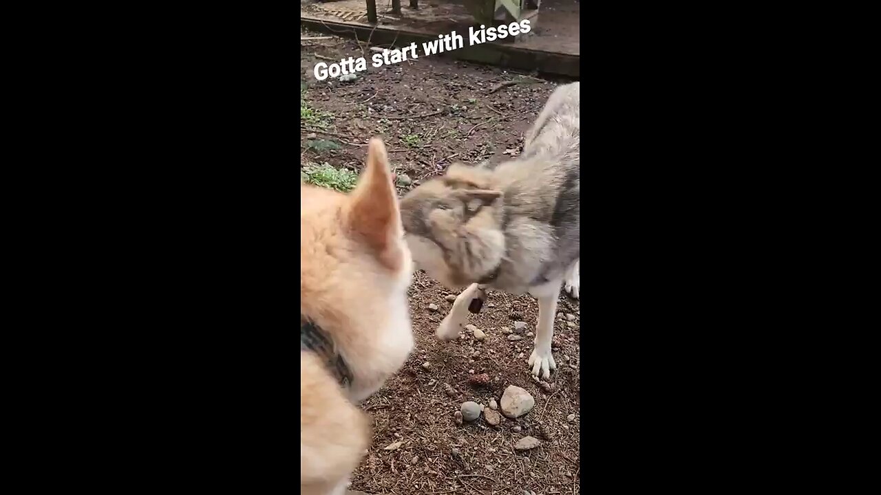 How a Wolf and Wolfdog Play!