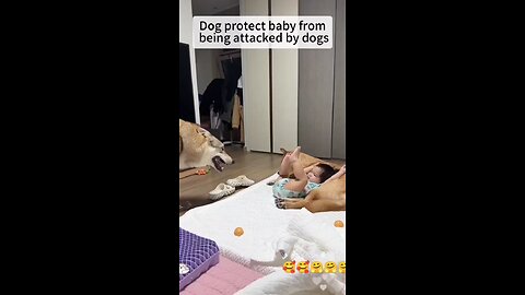 dog protect cute baby