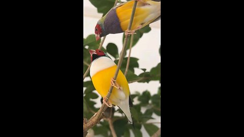 birds
