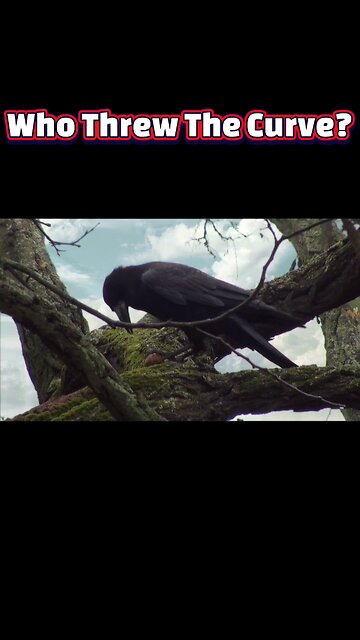 Crows Crack Geometry: Brainier Than We Thought!